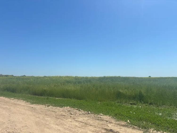 Teren agricol intravilan de 500 mp, în Berceni