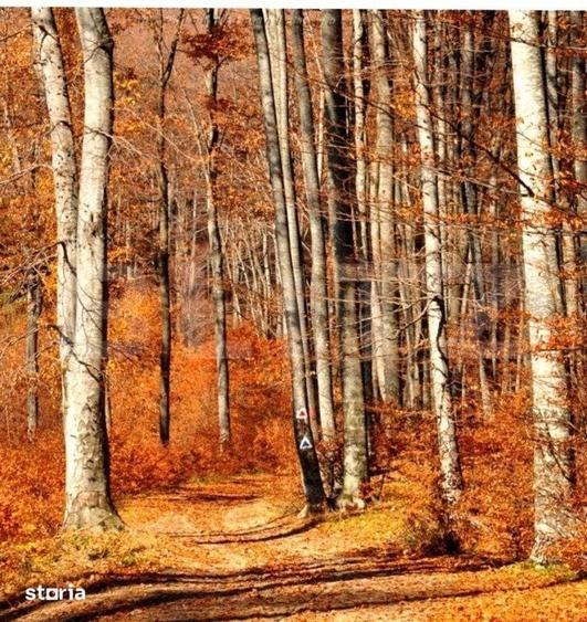 Teren de 2840000 mp, în Iosefin