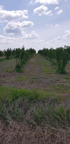 Teren de 20000 mp, în Almăj