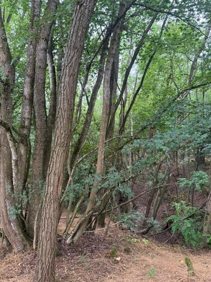 Teren extravilan de 174000 mp, în Buteni