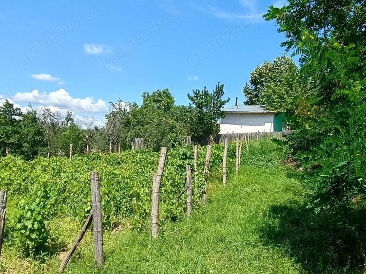 Teren de 2500 mp, în Dealu Cucului