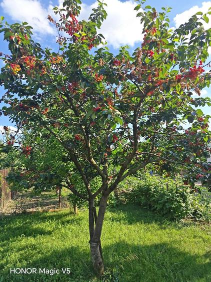 Casă cu Teren 790 Mp în Ghiroda