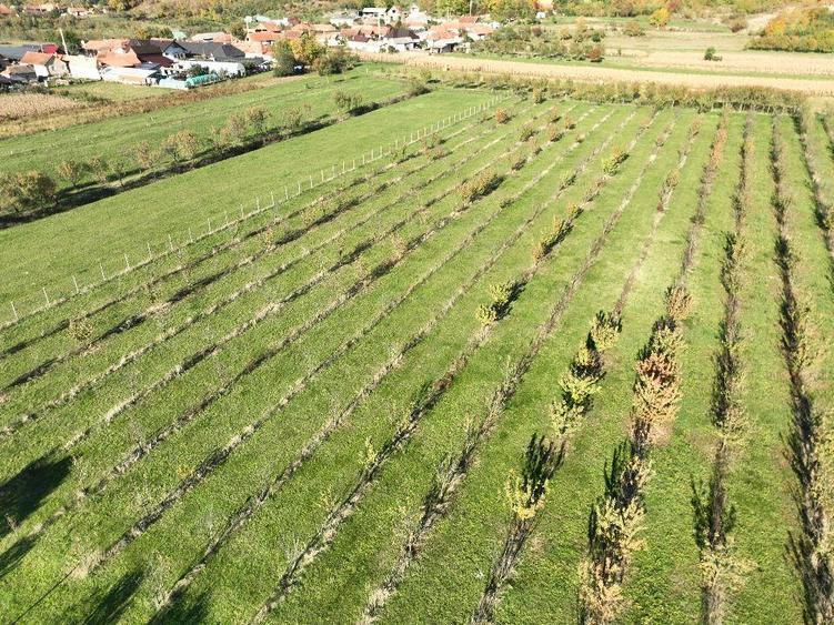 Teren intravilan de 14527 mp, în Aușeu