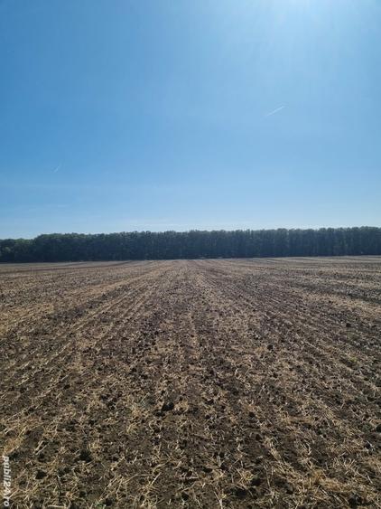 Teren de 756 mp, în Frumușani