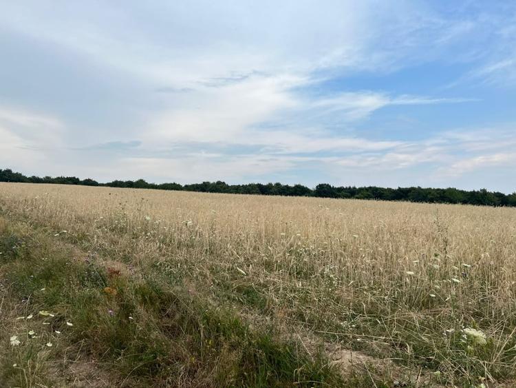 Teren agricol extravilan de 4200 mp, în Sălicea