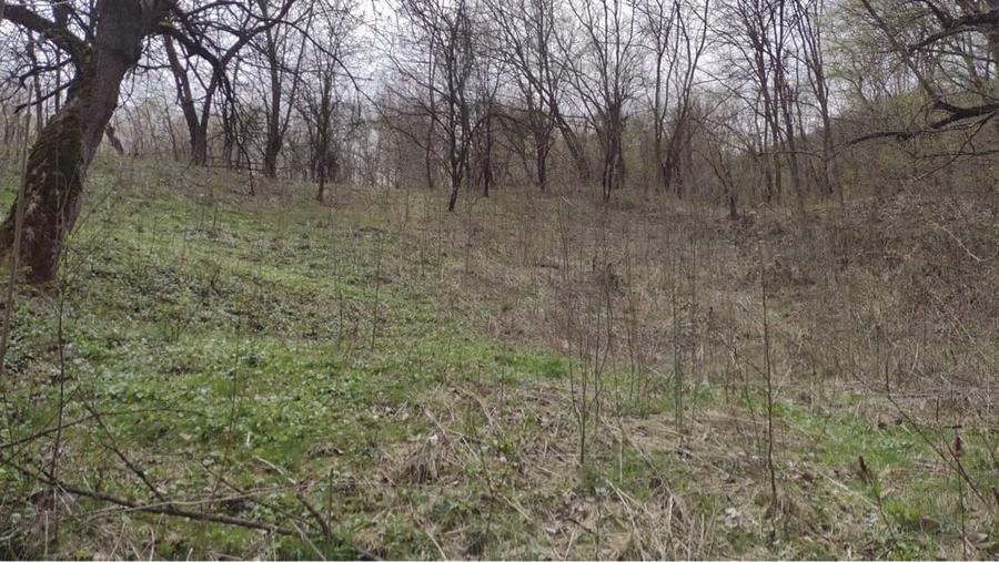 Teren de 3398 mp, în Provița de Sus