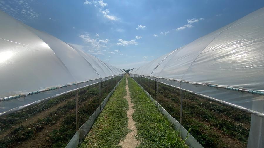 Teren agricol extravilan de 5000 mp, în Udeni-Zăvoi