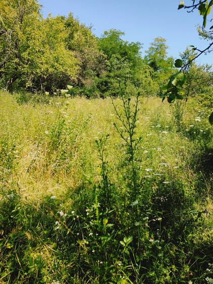 Teren de 2500 mp, în Zmeurătu