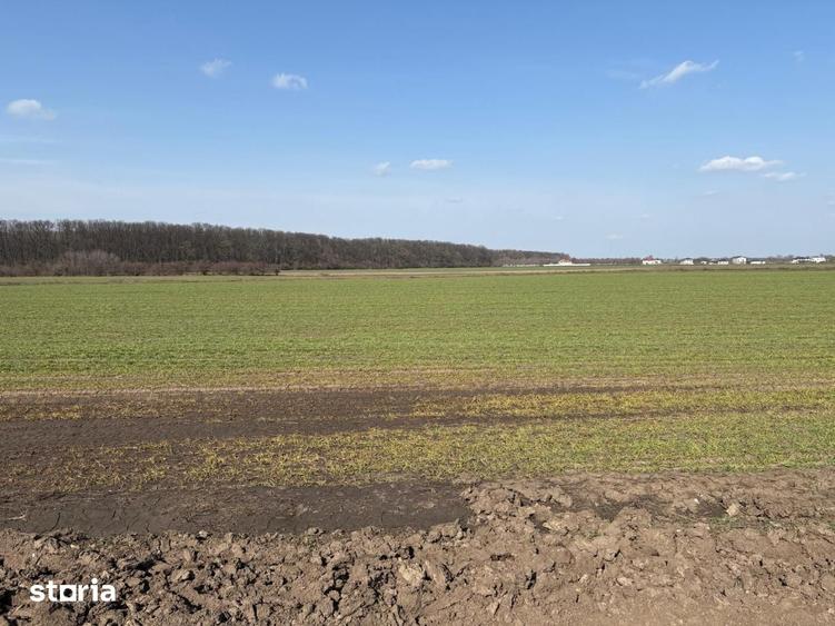 Teren 10700 MP Lotizat in parcele de 500 MP AFUMATI - 4