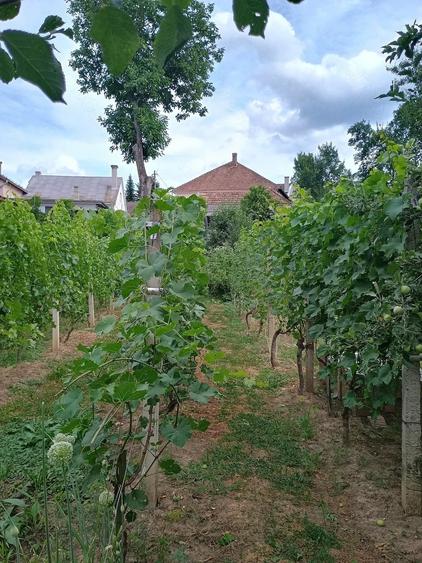 Casă cu 5 camere cu Teren 1579 Mp în Central
