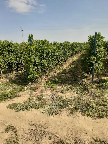 Vand 4,64 ha teren viticol cu plantatie de vita-de-vie Carligele, Podgoria Cotesti, Vrancea - 5