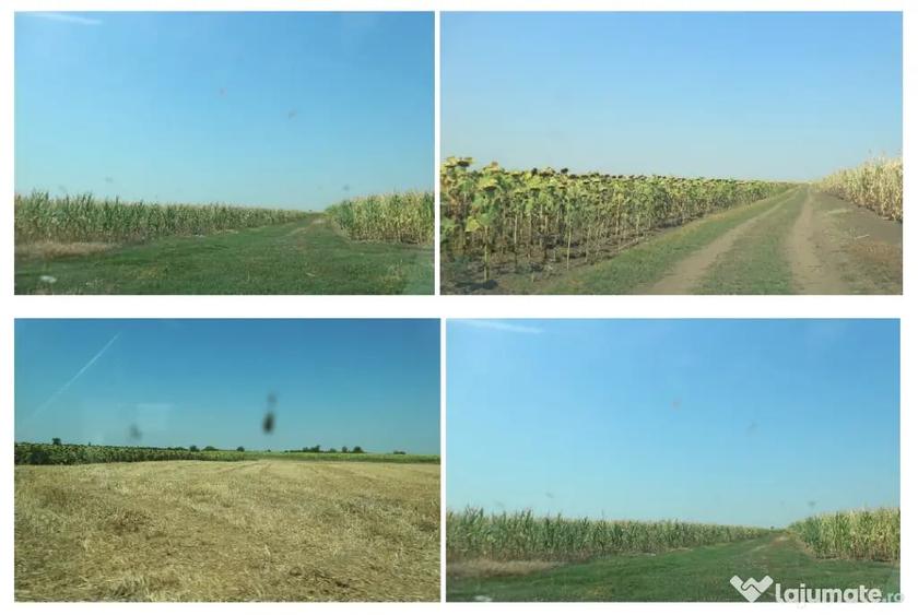 Teren de 73000 mp, în Becicherecu Mic