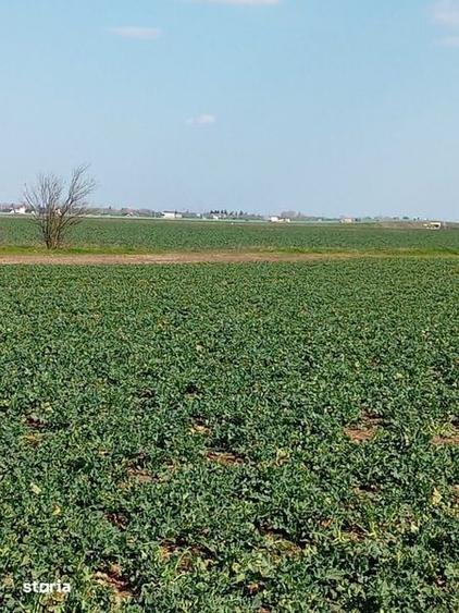 Teren de 427 mp, în Clinceni