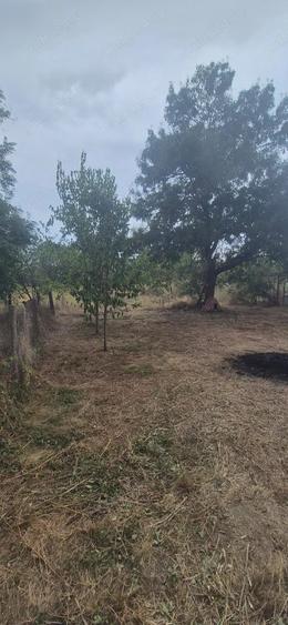 Vand casa in Sculia,Ora?ul Gataia,Jud Timi? (2158mp) - 3