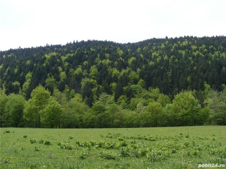 Teren în Brădet