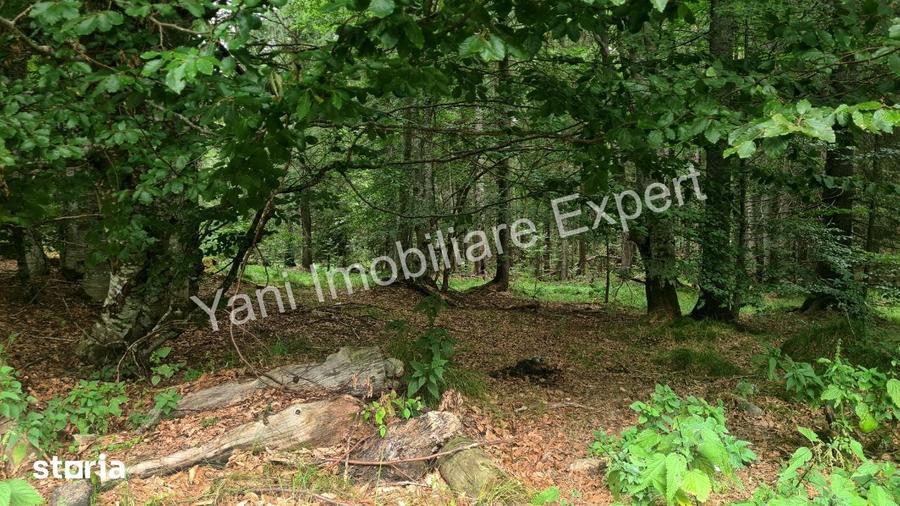 Teren de vanzare pe Transfagara?an, zona Molivi?u ( 69.450 mp ) - 3