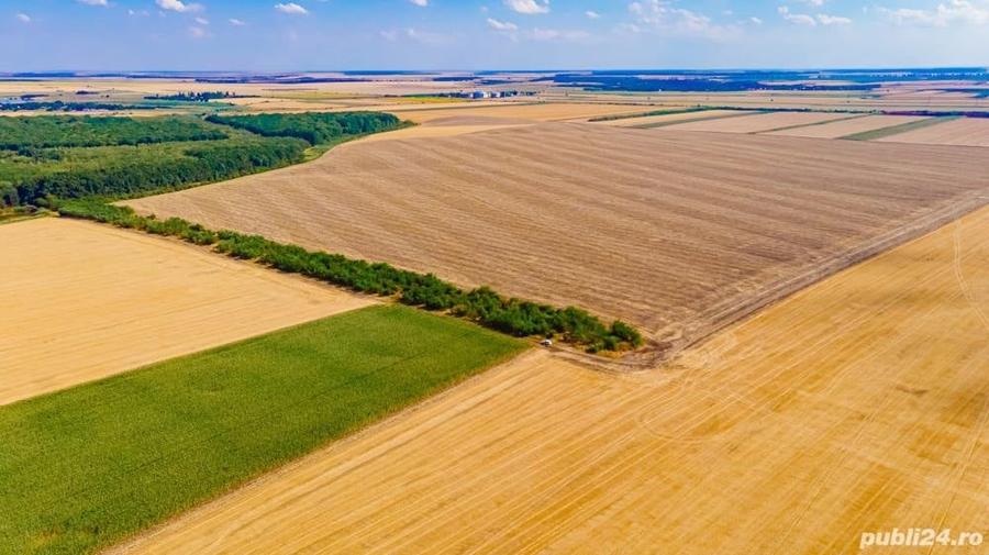 Teren de 46600 mp, în Tămădău Mare