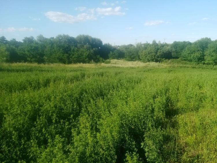 Teren 1 ha Botosani / Braesti - 1