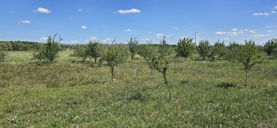 Teren Construcții intravilan de 23020 mp, în Răscruci
