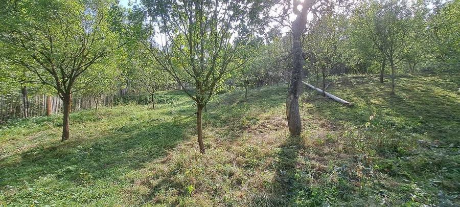 Teren si constructii situate in intravilan 7.780 mp, comuna Bertea, sat Lutu Rosu, Prahova - 2