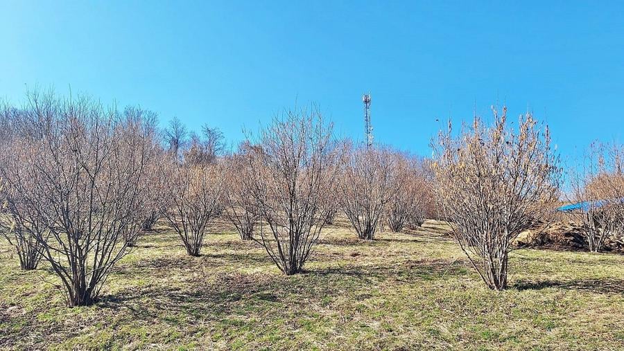 Teren Construcții extravilan de 17000 mp, în Tohanu Nou