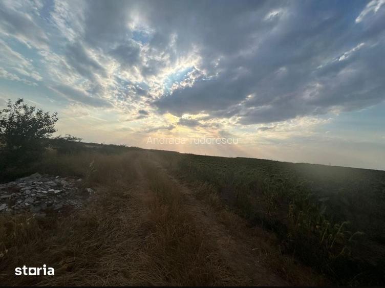 Teren intravilan, 9500 mp, Carcea