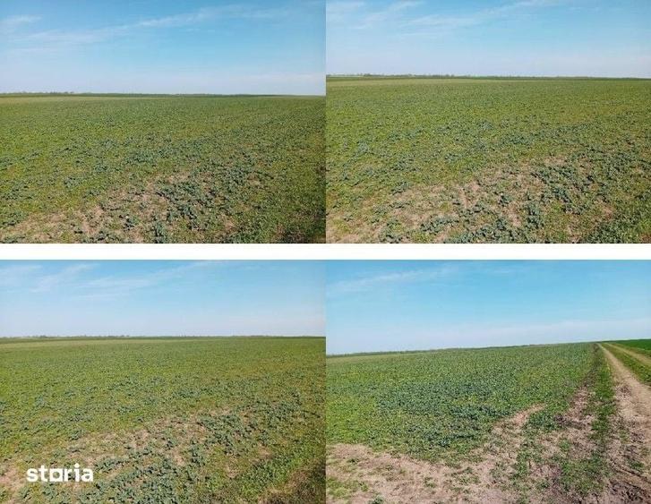 Teren de 5000 mp, în Umbrărești