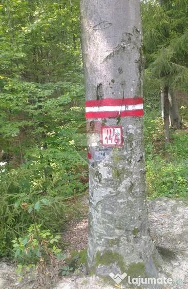 Teren în Dărmănești