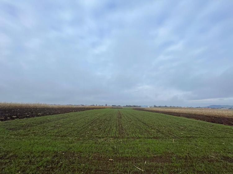 Teren agricol extravilan de 1300 mp, în Marginea