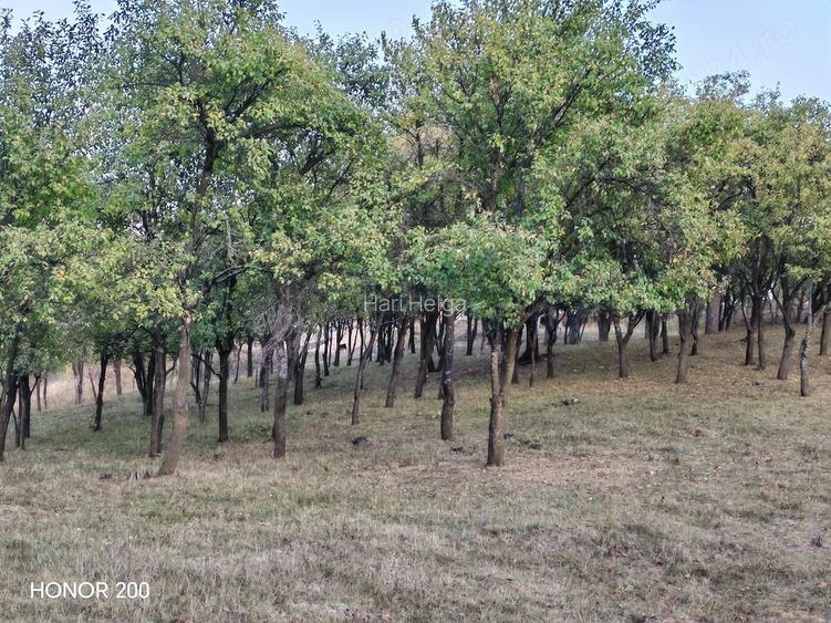 Gradina de vanzare intr-o zona lini?tita.
