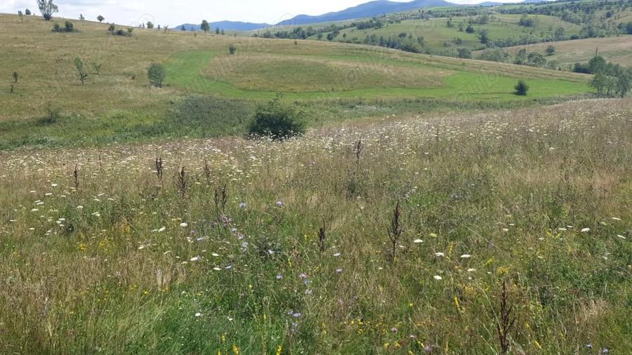 Teren de 500 mp, în Sălicea