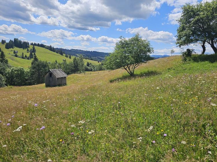 Teren de vanzare extravilan in Bucovina zona Breaza - 6