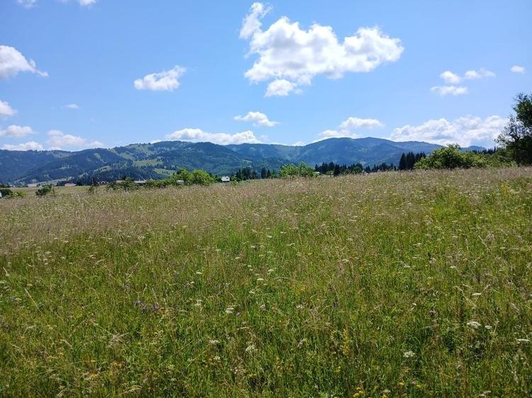 Teren de 25000 mp, în Panaci
