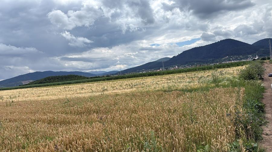 BRASOV,Teren agricol 19.600 mp, 1,96 ha/ Săcele,Front stradal 56 ml,Investiție - 4