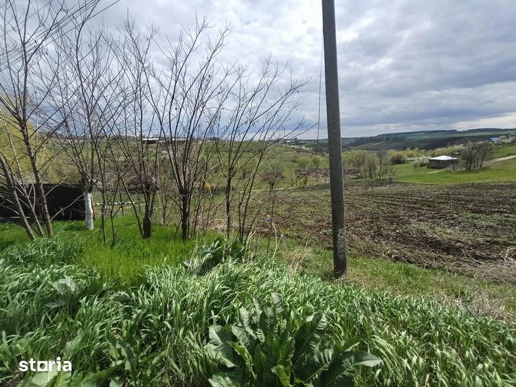 Teren de 3150 mp, în Răchiți