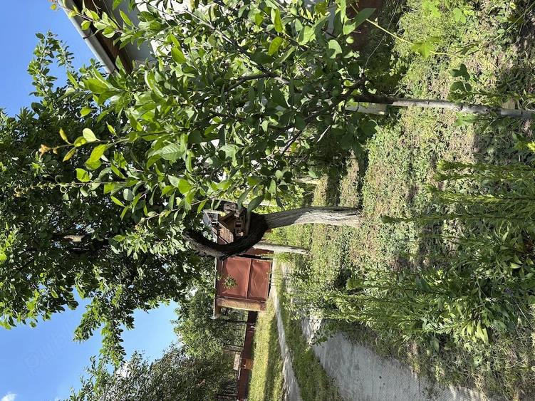 Casă cu Teren 1618 Mp în Central