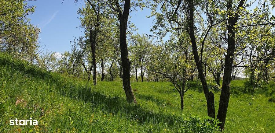Teren de 3600 mp, în Șotrile