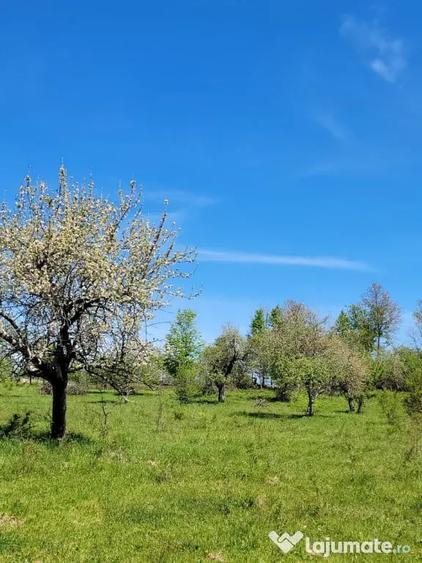 Casă cu 3 camere în Avram Iancu (Vârfurile)