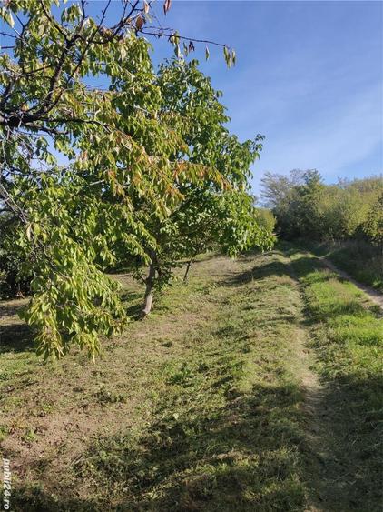 Teren de 1500 mp, în Podgoria