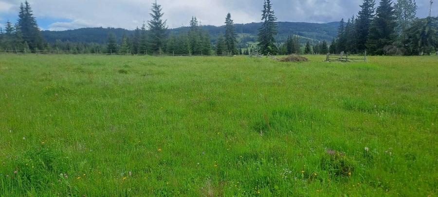 Teren de vanzare 49246 mp Neagra Sarului, comuna Saru Dornei, la 15 km de Vatra Dornei - 5