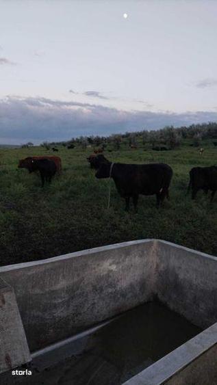 Teren de 620000 mp, în Răchiți