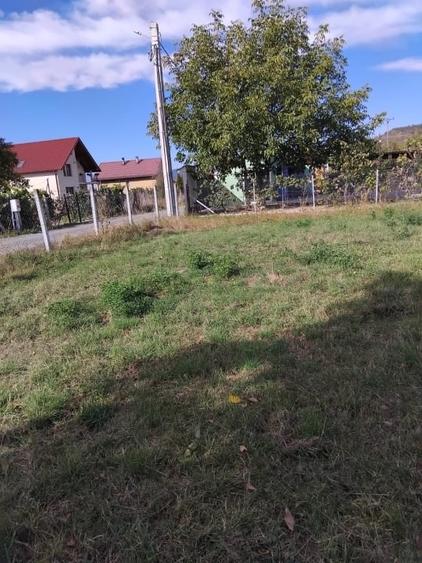 Teren Construcții intravilan de 2600 mp, în Livezile
