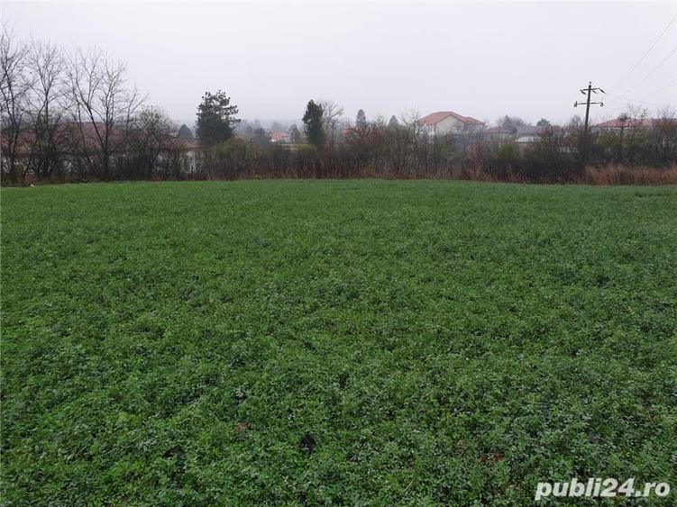 Teren de 6000 mp, în Comana