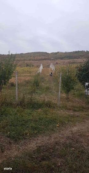 Teren de 6200 mp, în Mogoșești