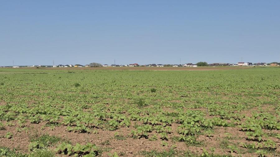 Teren agricol extravilan de 5000 mp, în Berceni