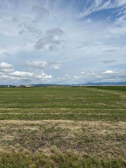 Teren agricol extravilan de 10000 mp, în Hălchiu