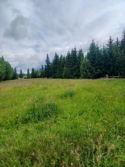 Teren de 6000 mp, în Central