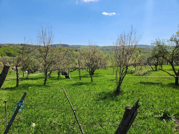 Teren Construcții intravilan de 16000 mp, în Ogretin