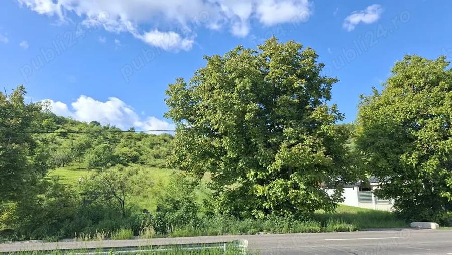 Teren de 4300 mp, în Ivănești