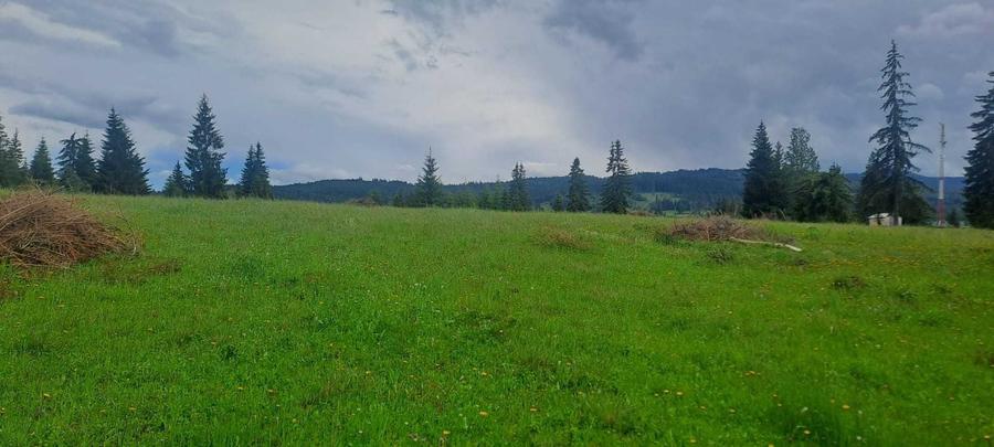 Teren de vanzare 49246 mp Neagra Sarului, comuna Saru Dornei, la 15 km de Vatra Dornei - 7